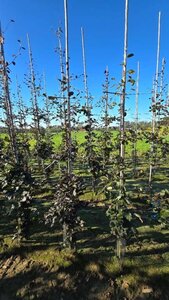 Fagus syl. 'Atropunicea' 200-250 cm wortelgoed geveerd - afbeelding 3