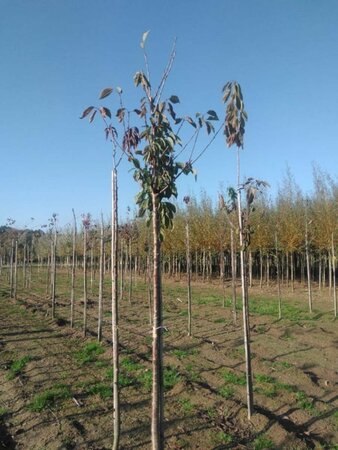 Prunus avium 12-14 Hoogstam wortelgoed 2 X verplant