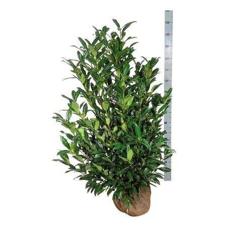 Prunus l. 'Herbergii' 100-125 cm met kluit - afbeelding 4