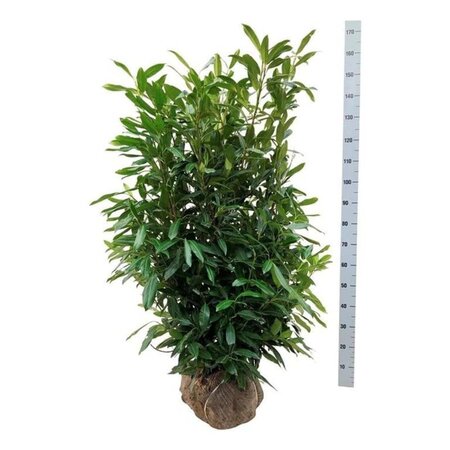 Prunus l. 'Herbergii' 125-150 cm met kluit - afbeelding 6