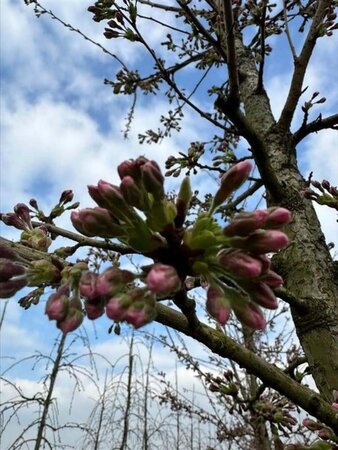 Prunus yedoensis 18-20 Hoogstam draadkluit 3 X verplant - afbeelding 1