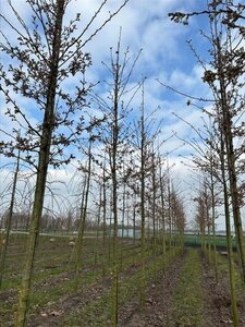 Prunus yedoensis 18-20 Hoogstam draadkluit 3 X verplant - afbeelding 2