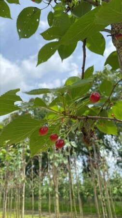 Prunus yedoensis 18-20 Hoogstam draadkluit 3 X verplant - afbeelding 4