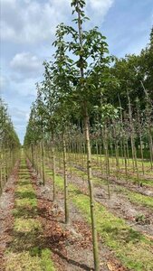 Prunus yedoensis 18-20 Hoogstam draadkluit 3 X verplant - afbeelding 5