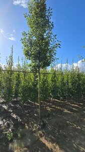 Pyrus calleryana 'Redspire' 20-25 Hoogstam draadkluit 3 X verplant - afbeelding 2