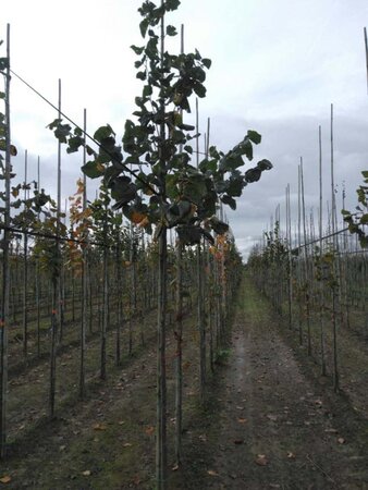 Tilia europaea 'Euchlora' 10-12 Hoogstam wortelgoed