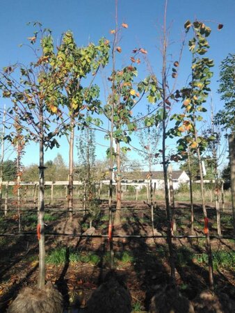 Tilia platyphyllos 10-12 Hoogstam draadkluit - afbeelding 2