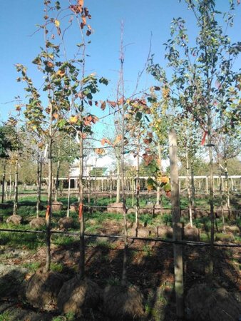 Tilia platyphyllos 10-12 Hoogstam draadkluit - afbeelding 1