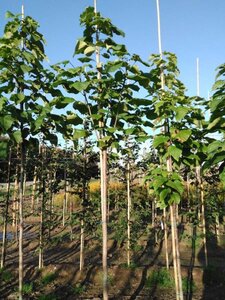 Catalpa bignonioides 14-16 Hoogstam wortelgoed 2 X verplant - afbeelding 3