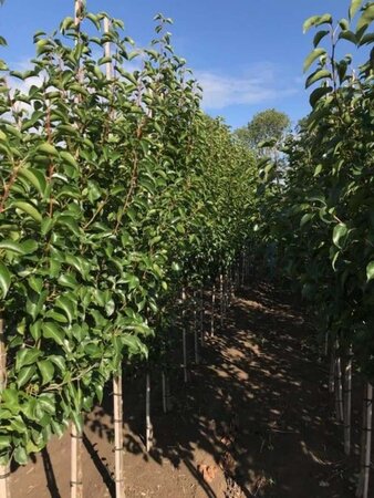 Pyrus calleryana 'Chanticleer' 6-8 cm wortelgoed geveerd - afbeelding 3