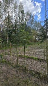 Pyrus calleryana 'Chanticleer' 6-8 cm wortelgoed geveerd - afbeelding 2