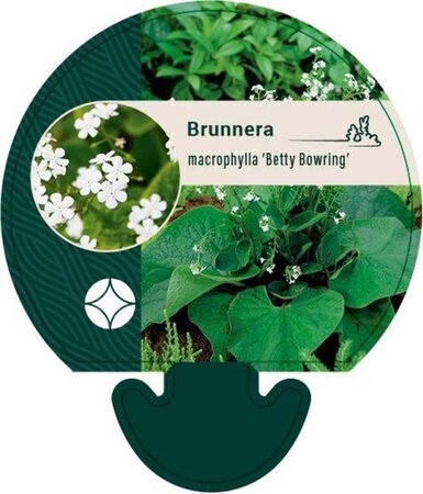 Brunnera macr. 'Betty Bowring' geen maat specificatie 0,55L/P9cm - afbeelding 2