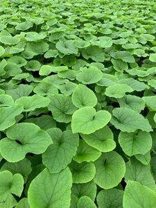 Brunnera macr. 'Betty Bowring' geen maat specificatie 0,55L/P9cm - afbeelding 3