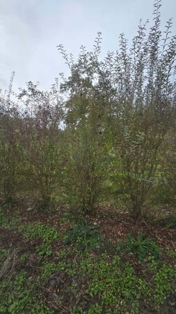 Ligustrum vulg. 'Atrovirens' 200-250 cm met kluit solitair