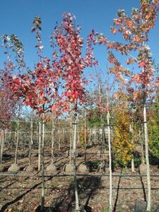 Acer rubrum Fairview Flame 12-14 Hoogstam BAG