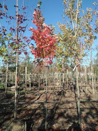 Acer rubrum 'October Glory' 10-12 Hoogstam BAG 3 X verplant