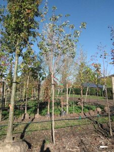 Acer saccharinum 10-12 Hoogstam draadkluit