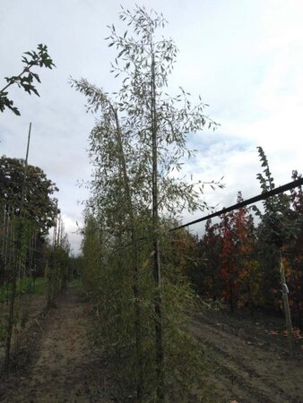 Alnus glutinosa 'Imperialis' 10-12 cm wortelgoed geveerd - afbeelding 1