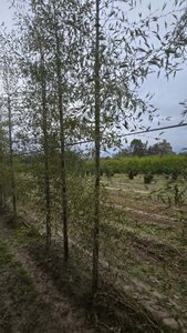 Alnus glutinosa 'Imperialis' 10-12 cm wortelgoed geveerd - afbeelding 5