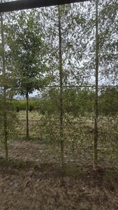 Alnus glutinosa 'Imperialis' 16-18 cm draadkluit geveerd 3 X verplant - afbeelding 2