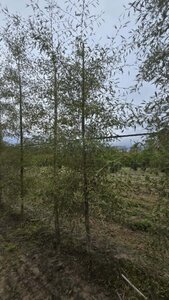 Alnus glutinosa 'Imperialis' 18-20 cm draadkluit geveerd 3 X verplant