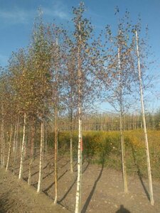 Betula pubescens 14-16 Hoogstam wortelgoed 2 X verplant