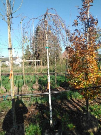 Betula p. 'Youngii' 10-12 Hoogstam BAG 3 X verplant - afbeelding 1