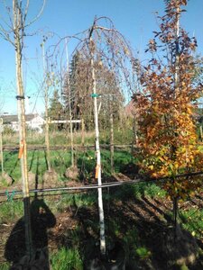 Betula p. 'Youngii' 10-12 Hoogstam BAG 3 X verplant - afbeelding 1