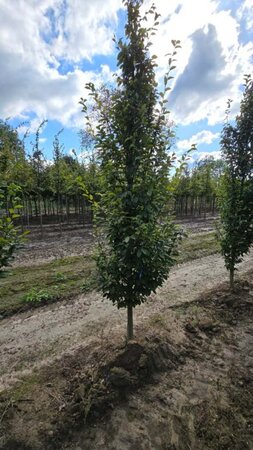 Carpinus bet. 'Fastigiata' 14-16 cm wortelgoed geveerd 3 X verplant - afbeelding 2