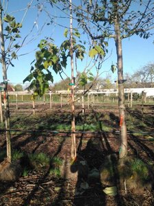 Catalpa bignonioides 14-16 Halfstam draadkluit