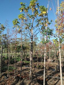 Catalpa bignonioides 20-25 Hoogstam draadkluit 3 X verplant - afbeelding 1