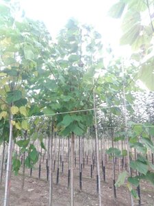 Catalpa bignonioides 20-25 Hoogstam draadkluit 3 X verplant - afbeelding 2