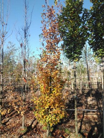 Carpinus bet. 'Lucas' 12-14 cm draadkluit geveerd 2 X verplant - afbeelding 1