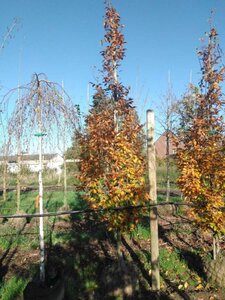 Carpinus bet. 'Lucas' 12-14 cm draadkluit geveerd 2 X verplant - afbeelding 2