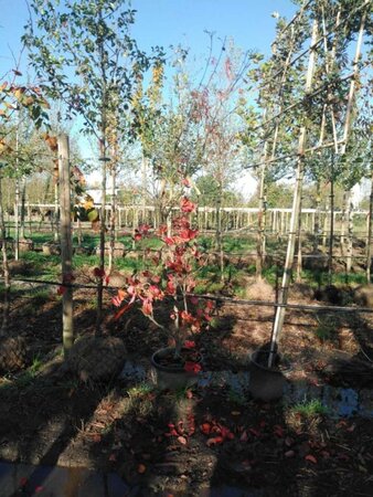 Cornus k. 'Teutonia' 200-250 cm container