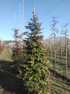 Fagus syl. 'Atropunicea' 12-14 cm wortelgoed geveerd 2 X verplant - afbeelding 4