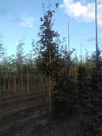 Fagus syl. 'Atropunicea' 20-25 Hoogstam draadkluit 3 X verplant