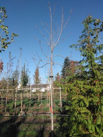 Fraxinus amer. 'Autumn Applause' 14-16 Hoogstam draadkluit 3 X verplant