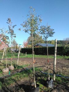 Fraxinus e. 'Westhof's Glorie' 8-10 Hoogstam BAG