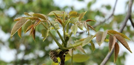 Juglans r. 'Broadview' dubbeleUmetrek wortelgoed - afbeelding 1