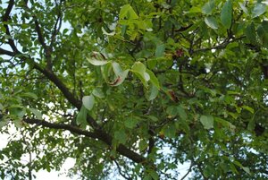 Juglans r. 'Broadview' dubbeleUmetrek wortelgoed - afbeelding 3