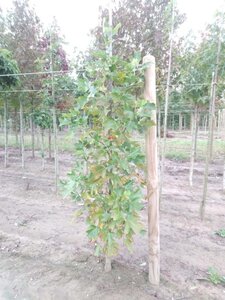 Liriodendron tulipifera 200-250 cm met kluit geveerd spil