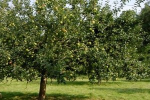 Malus d. 'Alkmene' enkelUmetrek wortelgoed - afbeelding 2