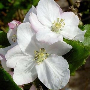 Malus d. 'Alkmene' enkelUmetrek wortelgoed - afbeelding 3