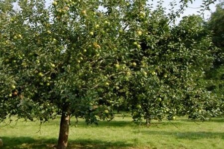 Malus d. 'Alkmene' laagstam wortelgoed leiboom rek - afbeelding 2