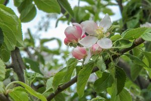 Malus d. 'Cox's Orange Pippin' dubbeleUmetrek wortelgoed - afbeelding 3