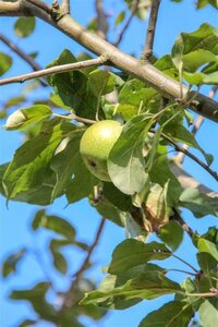 Malus d. 'Cox's Orange Pippin' dubbeleUmetrek wortelgoed - afbeelding 4