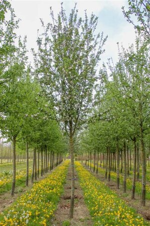 Malus d. 'Cox's Orange Pippin' laagstam wortelgoed leiboom rek - afbeelding 1