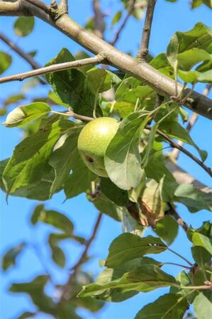 Malus d. 'Cox's Orange Pippin' laagstam wortelgoed leiboom rek - afbeelding 4