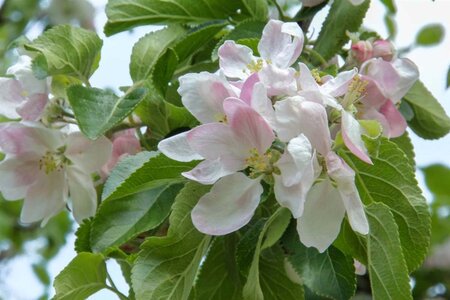 Malus d. 'Cox's Orange Pippin' laagstam wortelgoed leiboom rek - afbeelding 5